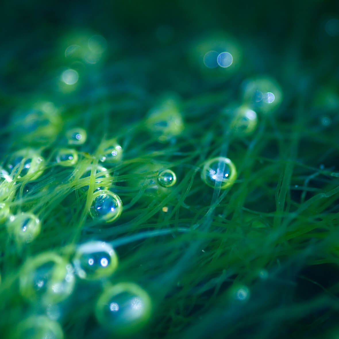 Гаптофитовые водоросли