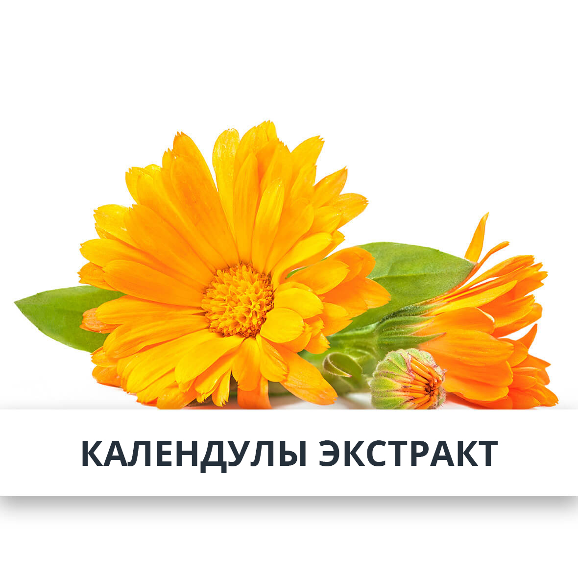 Календулы экстракт