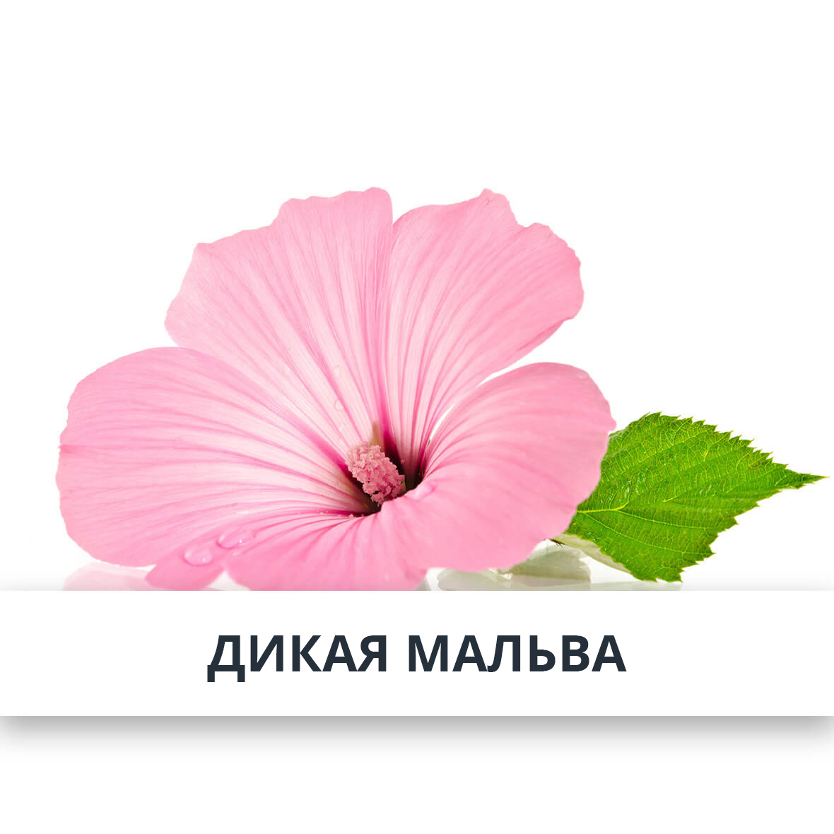 Мальва Дикая