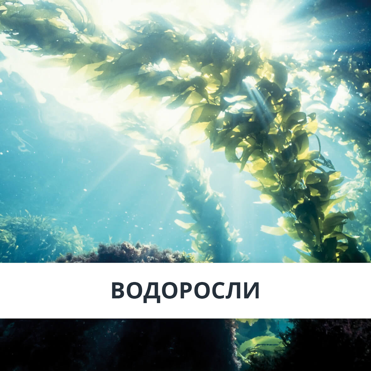 Водоросли