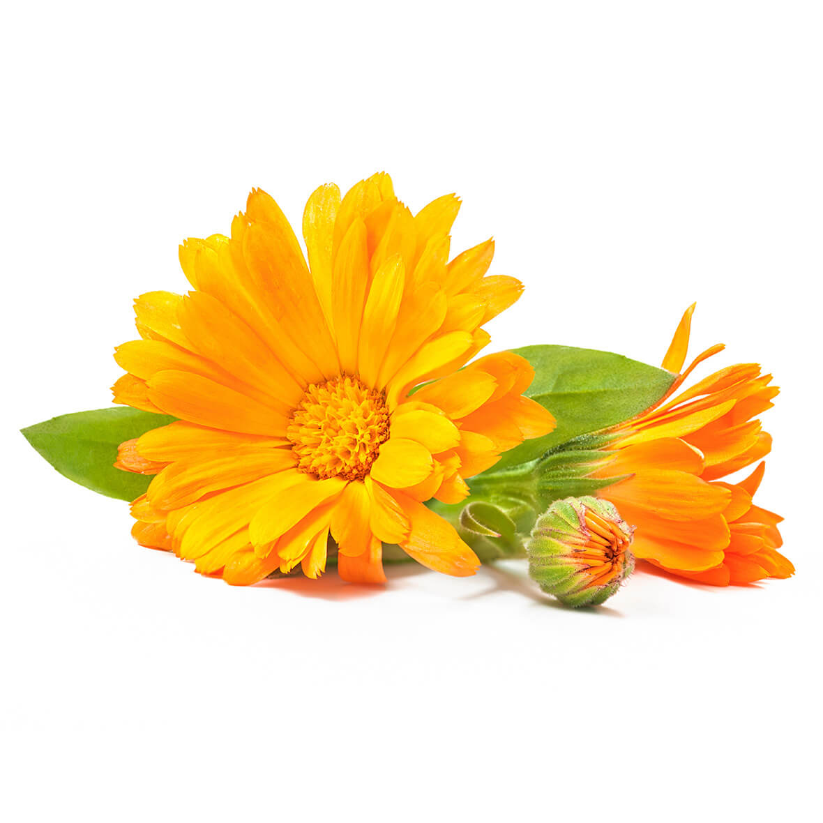 Calendula officinalis Flower extract